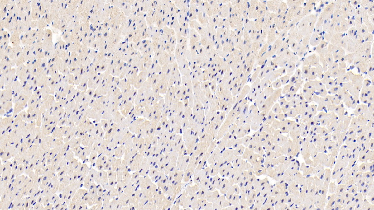 Polyclonal Antibody to Lactate Dehydrogenase A (LDHA)