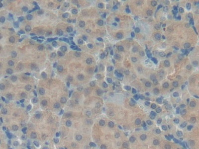 Polyclonal Antibody to Defensin Beta 1 (DEFb1)