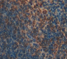 Polyclonal Antibody to Complement Component 1, Q Receptor (C1qR1)