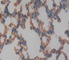 Polyclonal Antibody to Connexin 37 (CX37)