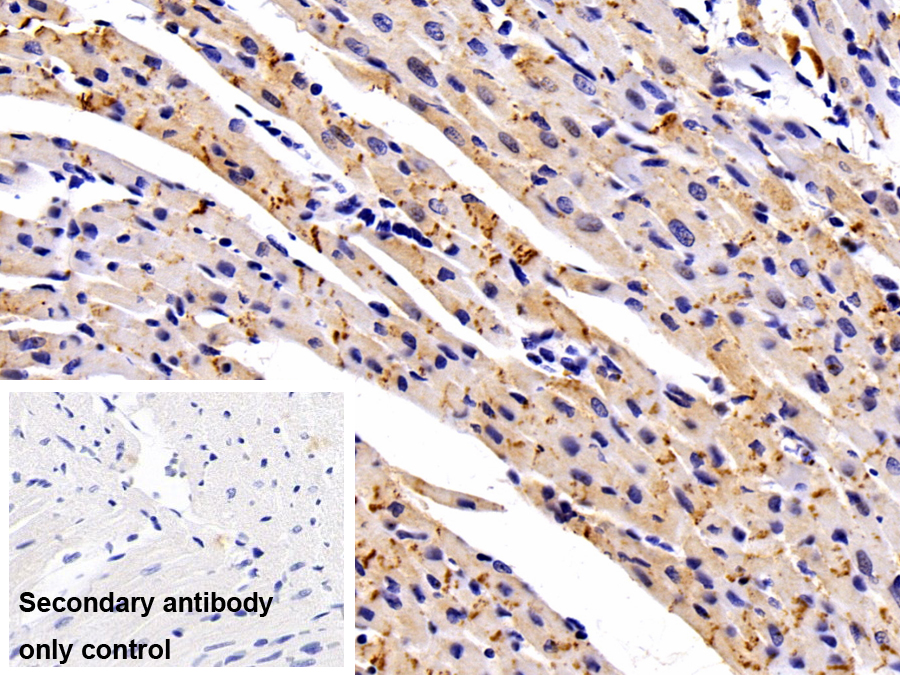 Polyclonal Antibody to N-cadherin (NCAD)