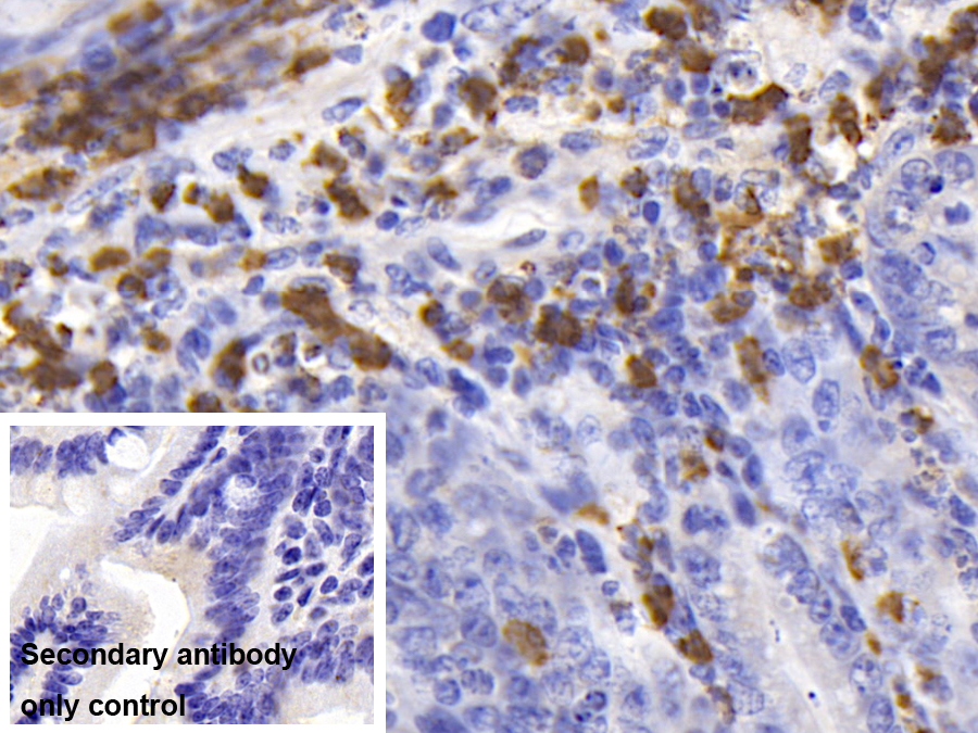 Polyclonal Antibody to Colony Stimulating Factor Receptor, Macrophage (MCSFR)