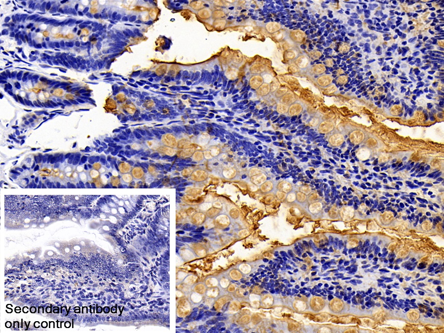 Polyclonal Antibody to Lipopolysaccharide (LPS)