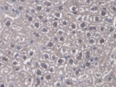 Polyclonal Antibody to Cyclophilin 40 (CYP-40)