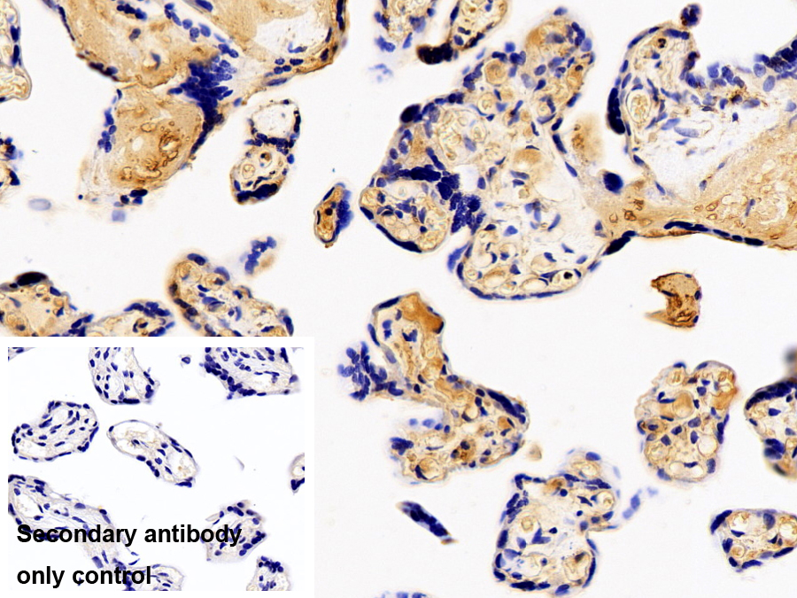 Polyclonal Antibody to Indoleamine-2,3-Dioxygenase (IDO)