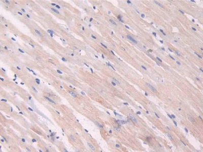 Polyclonal Antibody to Indoleamine-2,3-Dioxygenase (IDO)