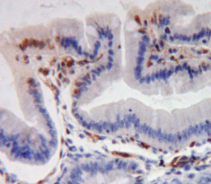 Polyclonal Antibody to Octamer Binding Transcription Factor 1 (OCT1)