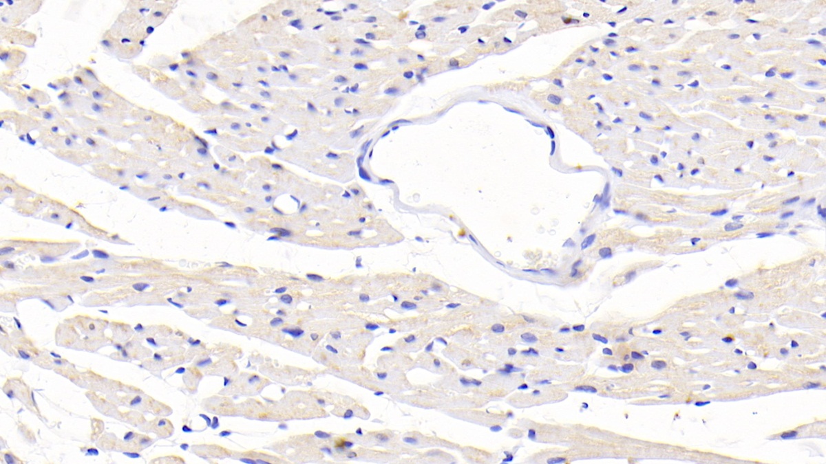 Polyclonal Antibody to Secondary Lymphoid Tissue Chemokine (SLC)