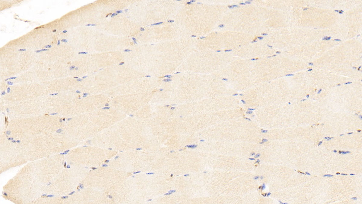 Polyclonal Antibody to Thymosin Beta 4 (TMSB4X)