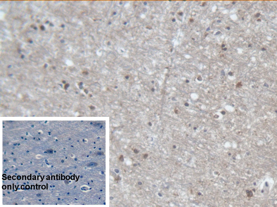 Polyclonal Antibody to Protocadherin Alpha 1 (PCDHa1)