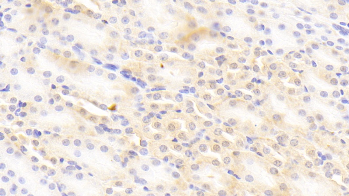 Polyclonal Antibody to Protocadherin Alpha 1 (PCDHa1)