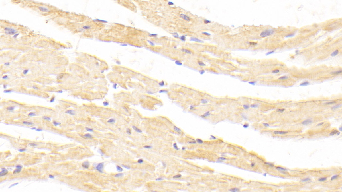 Polyclonal Antibody to Myostatin (MSTN)