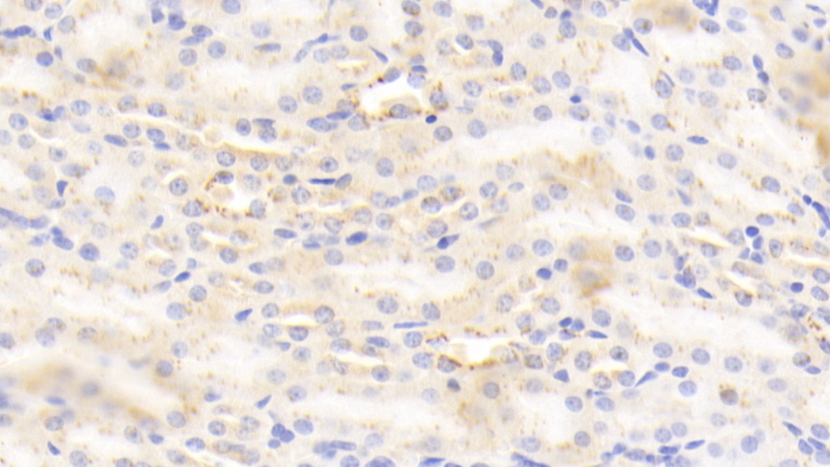 Polyclonal Antibody to Golgi Phosphoprotein 2 (GOLPH2)