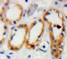 Polyclonal Antibody to Prion Protein (PRNP)