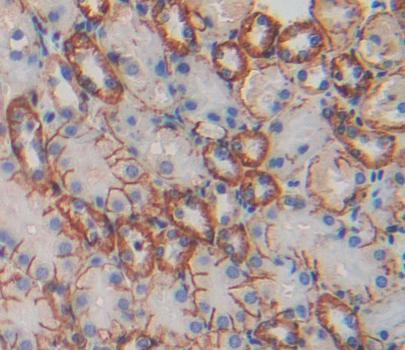 Polyclonal Antibody to Integrin Alpha M (CD11b)