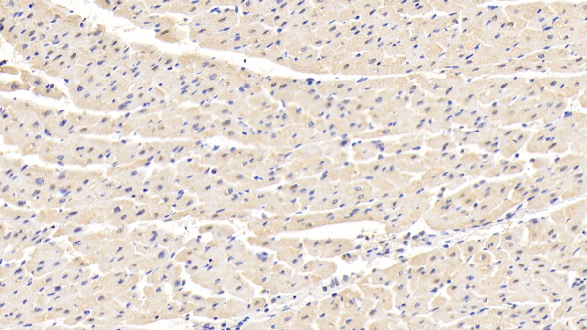 Polyclonal Antibody to Lactate Dehydrogenase B (LDHB)