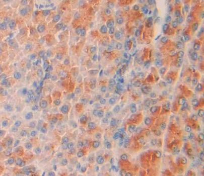 Polyclonal Antibody to SHC-Transforming Protein 2 (SHC2)