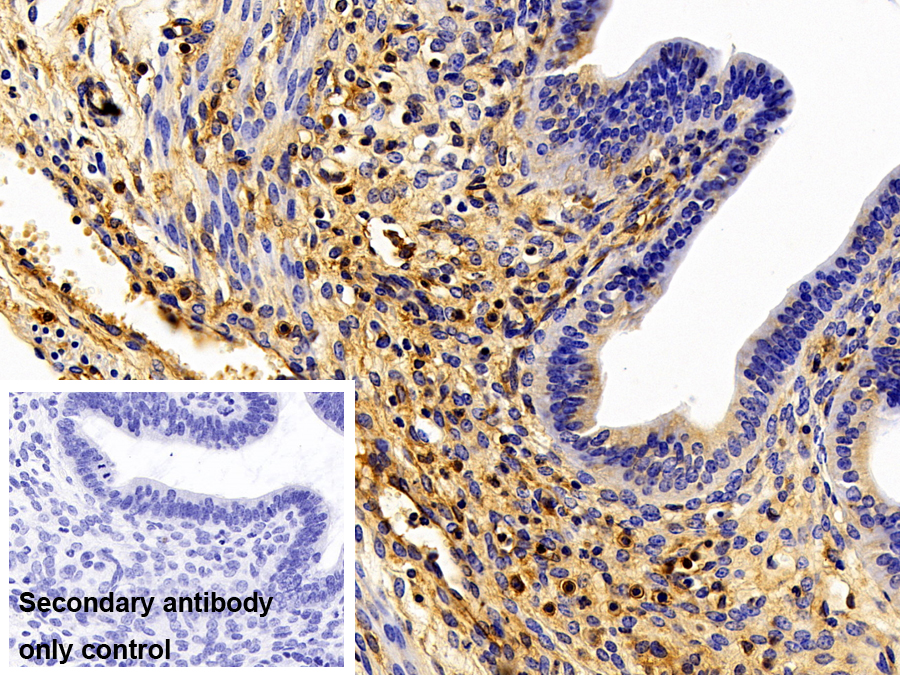 Polyclonal Antibody to Major Histocompatibility Complex Class I E (MHCE)