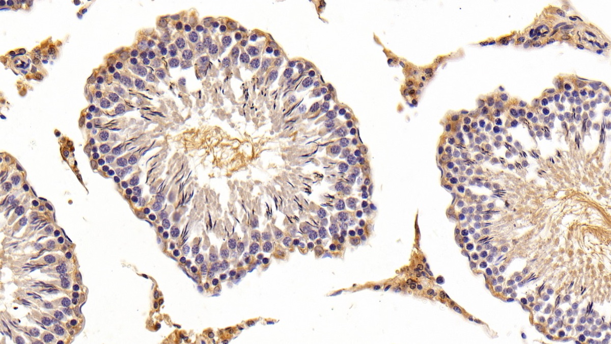 Polyclonal Antibody to Glutamate Receptor Interacting Protein 1 (GRIP1)