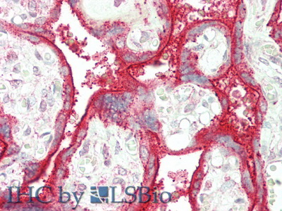 Polyclonal Antibody to Sialic Acid Binding Ig Like Lectin 7 (SIGLEC7)