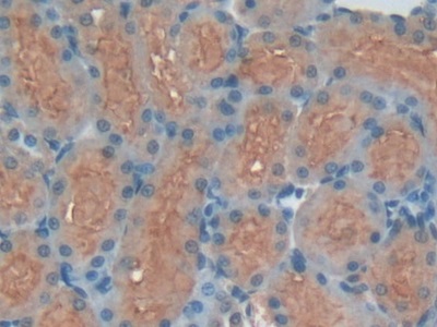 Polyclonal Antibody to High Molecular Weight Kininogen (HMWK)