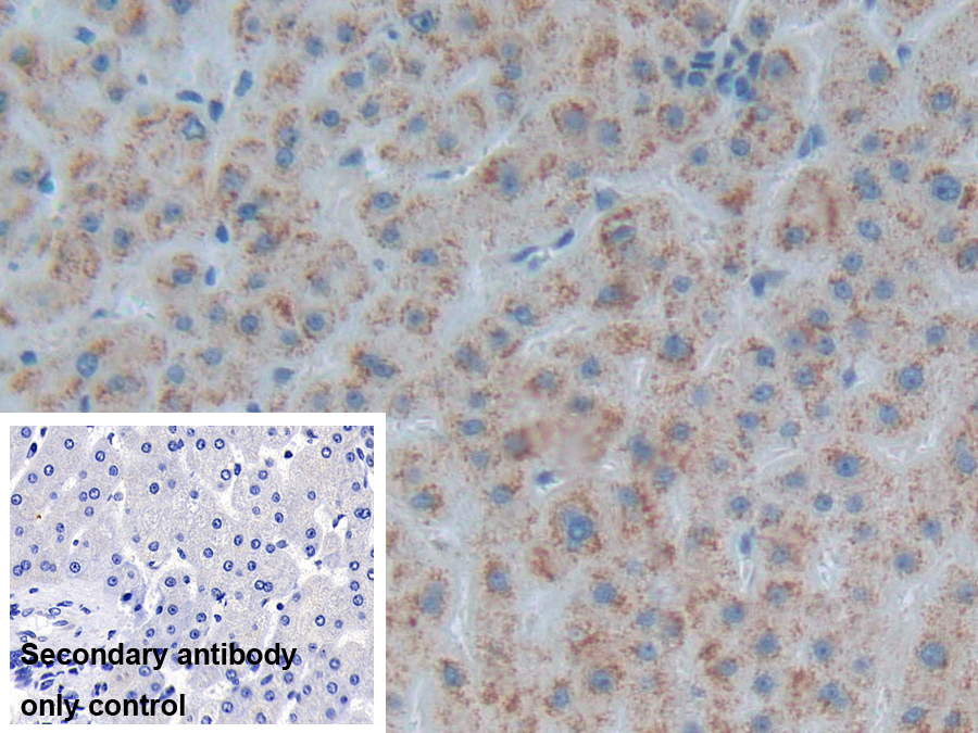 Polyclonal Antibody to Apolipoprotein F (APOF)