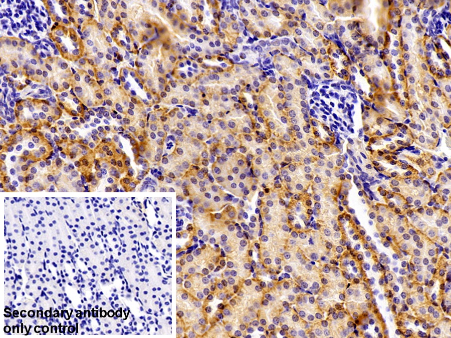 Polyclonal Antibody to NADPH Oxidase 4 (NOX4)