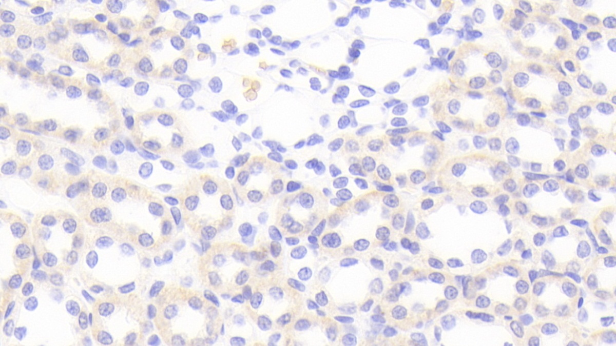 Polyclonal Antibody to Monokine Induced By Interferon Gamma (MIg)