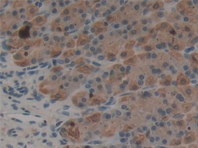 Polyclonal Antibody to Epiregulin (EREG)