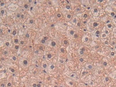 Polyclonal Antibody to Transforming Growth Factor Beta 3 (TGFb3)