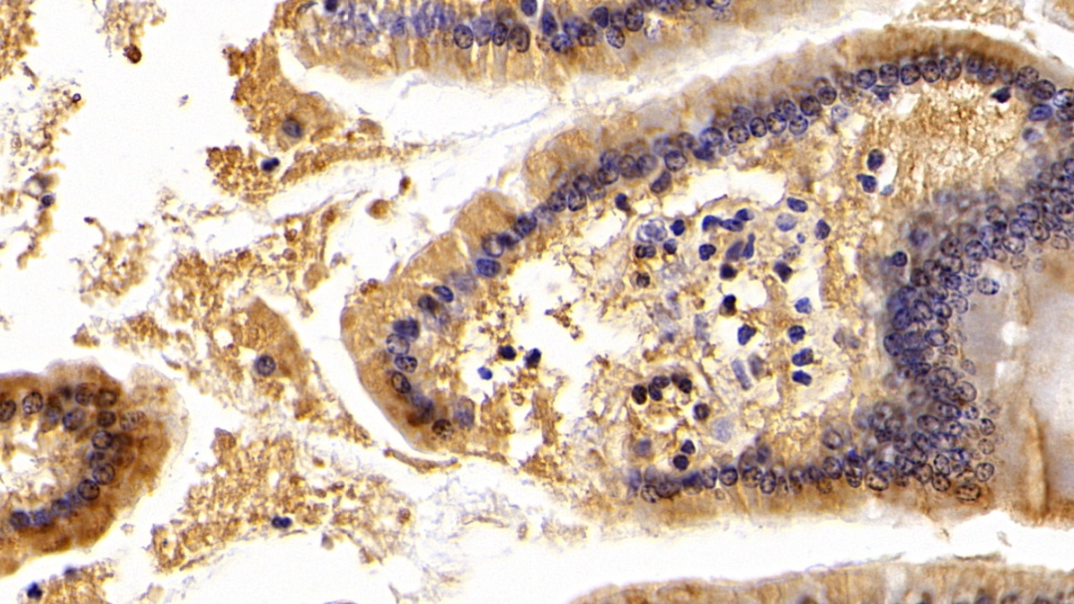 Polyclonal Antibody to Apolipoprotein A4 (APOA4)