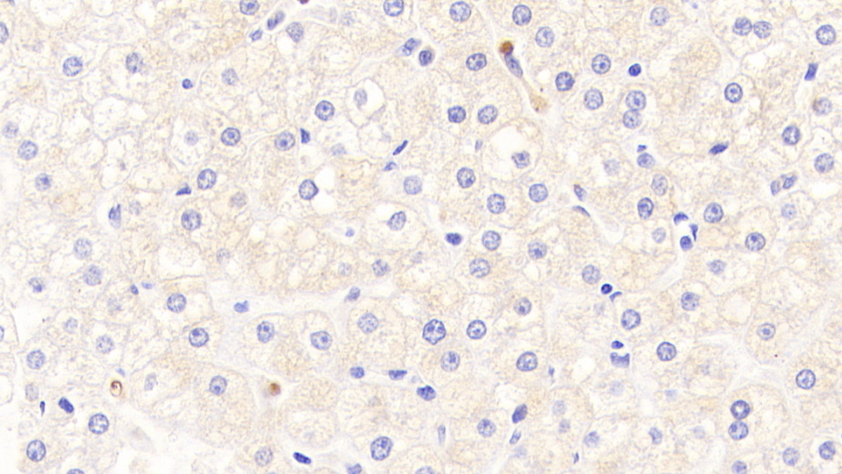 Polyclonal Antibody to Hepcidin (Hepc)