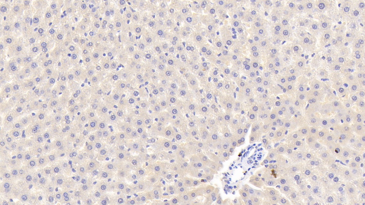 Polyclonal Antibody to Apolipoprotein A5 (APOA5)