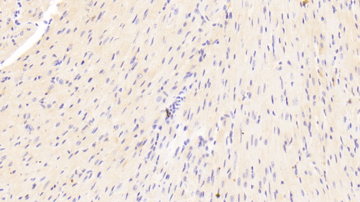 Polyclonal Antibody to Laminin Alpha 2 (LAMa2)