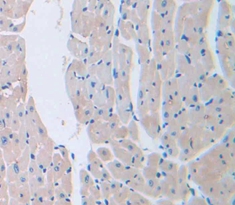 Polyclonal Antibody to Laminin Alpha 4 (LAMa4)