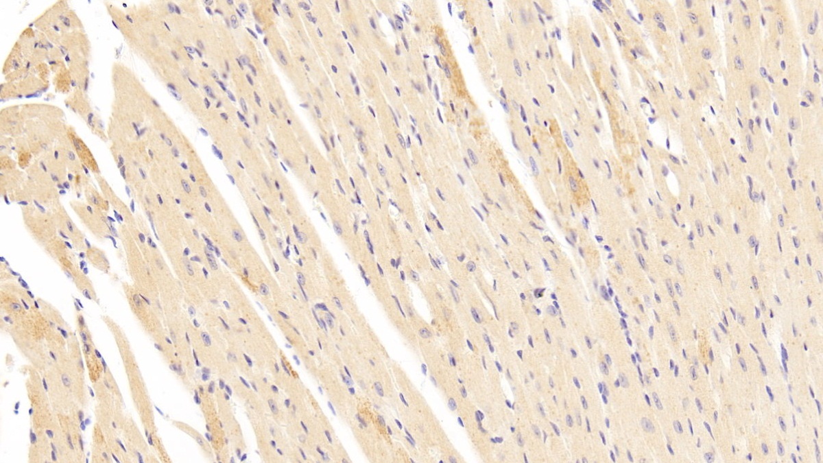 Polyclonal Antibody to Laminin Beta 2 (LAMb2)