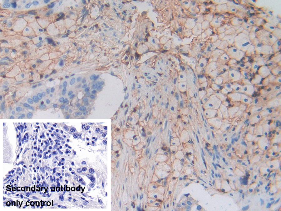 Polyclonal Antibody to Major Histocompatibility Complex Class I C (MHCC)