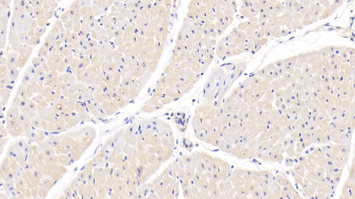 Polyclonal Antibody to Bone Morphogenetic Protein 3 (BMP3)