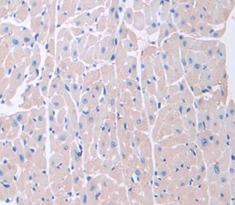 Polyclonal Antibody to Bone Morphogenetic Protein 10 (BMP10)