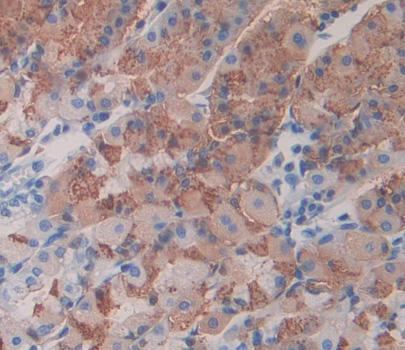 Polyclonal Antibody to Neuregulin 2 (NRG2)