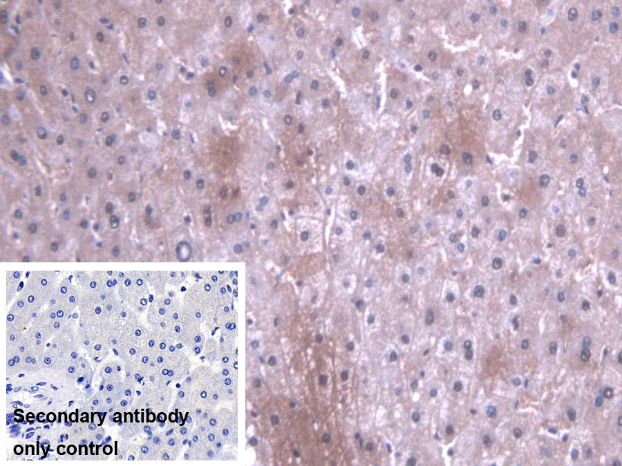 Polyclonal Antibody to Protein Phosphatase 1, Catalytic Subunit Alpha Isoform (PPP1Ca)