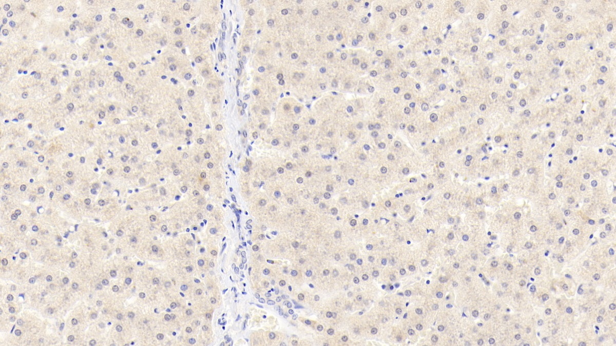 Polyclonal Antibody to Vav 1 Oncogene (VAV1)