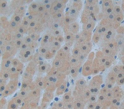 Polyclonal Antibody to Pirin (PIR)