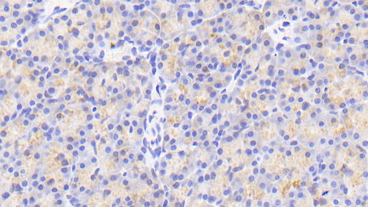 Polyclonal Antibody to Endothelial Differentiation Related Factor 1 (EDF1)