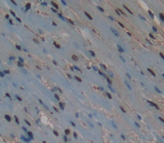 Polyclonal Antibody to Activating Transcription Factor 3 (ATF3)