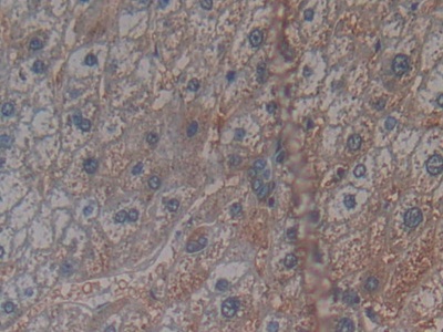 Polyclonal Antibody to Cryptochrome 1 (CRY1)