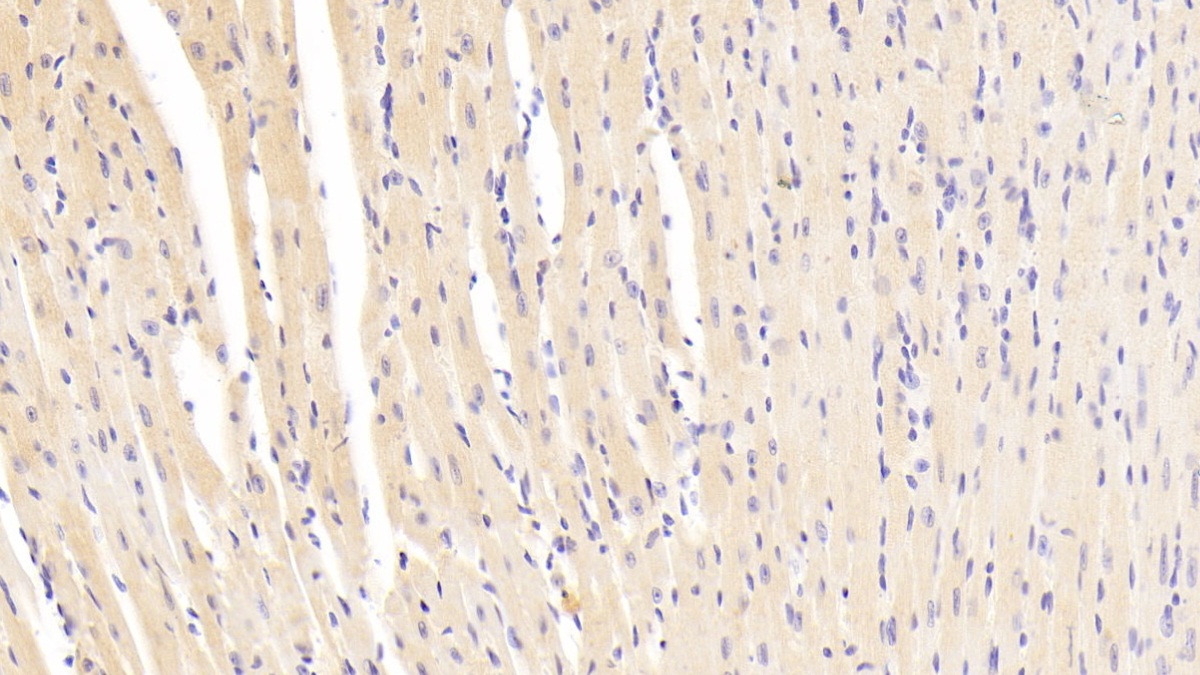 Polyclonal Antibody to Ectodysplasin A (EDA)