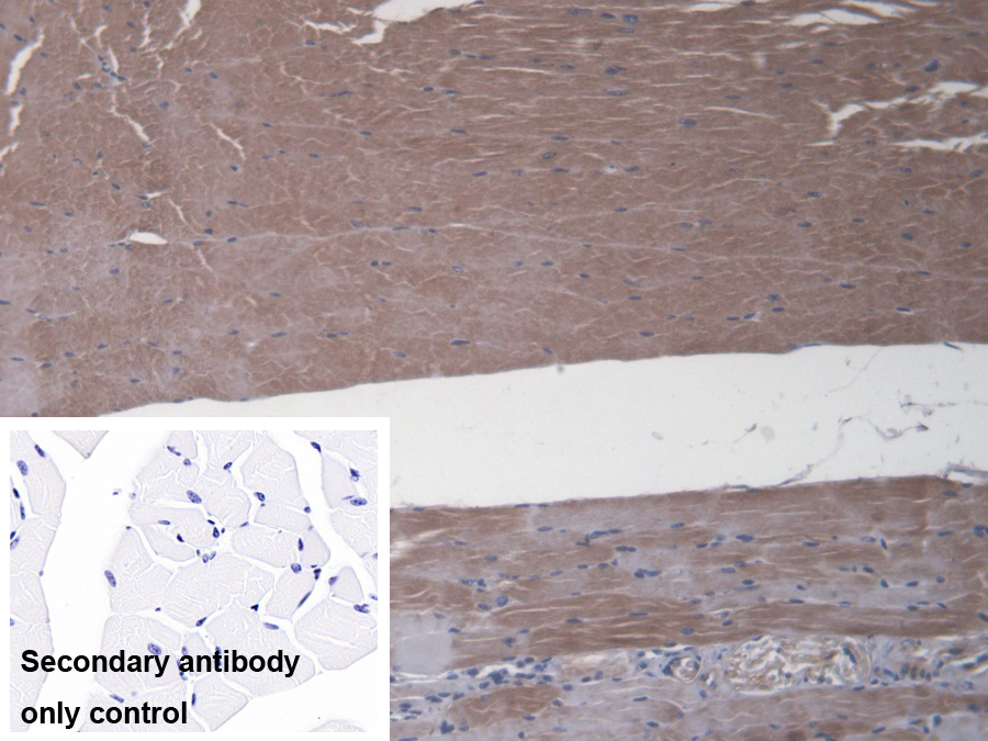 Polyclonal Antibody to Folylpolyglutamate Synthase, Mitochondrial (FPGS)