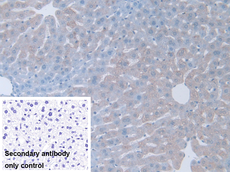 Polyclonal Antibody to Guanidinoacetate-N-Methyltransferase (GAMT)