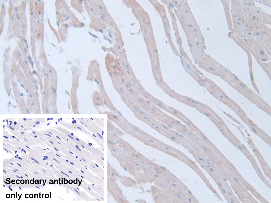 Polyclonal Antibody to Intersectin 1 (ITSN1)